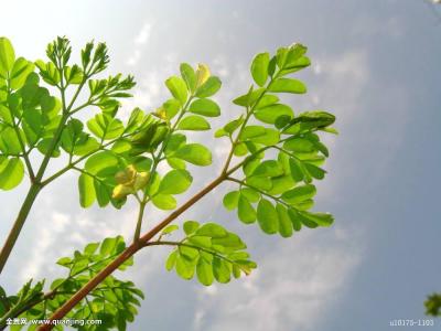 ŦԼײÈË˾»ú±»¿Ø¶þ¼¶Ä±É± ϵÃÀ¹úº£¾üÀϱø