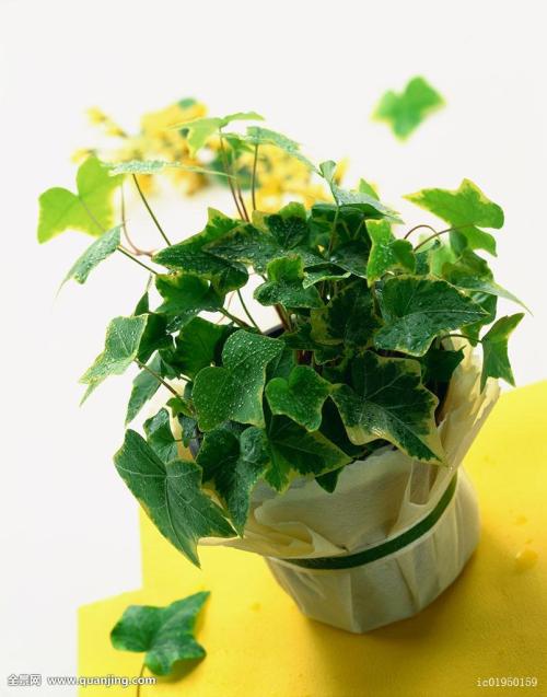 ձͣ׼뾳 Ӣ䶨ڿ˺ͣ