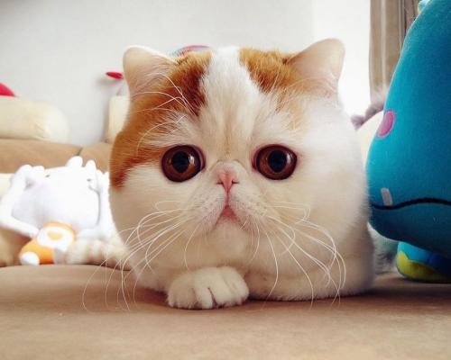 »ÿյѶһȺˡ롰һǡ˫򱼸